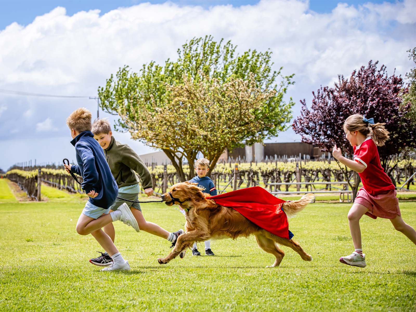 Kids run through the vineyard with dog on coonawarra walking trail